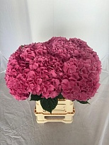 Гортензия Rodeo Red дл.60 d18 1шт