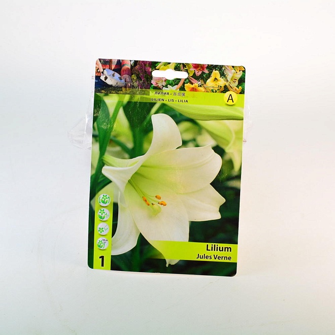 Лилия Жуль Верн ЛО-гибрид 14/16 1шт*