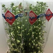 Дельфиниум Guardian White 10шт