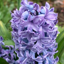 Гиацинт Delft Blue 25 шт