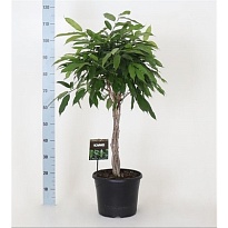 Фикус Амстел Кинг Твист стем d27 h140 1шт