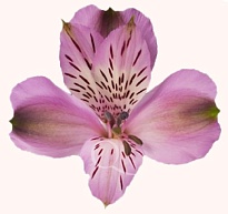 Альстромерия Bella Роза S.a. Galaxy дл.70 10шт