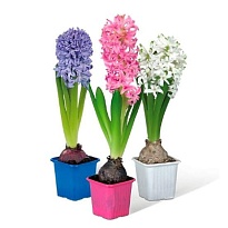 Гиацинт микс р7 (ЕТК) 20шт