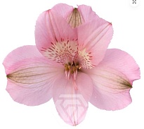 Альстромерия Qualisa Primadonna дл.70 10шт