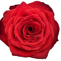 Роза Cantiza Fl S.a Bromo дл.50 25шт