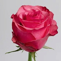 Роза Lola (Ц) дл.60 10шт