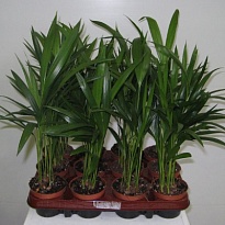 Арека d7 h35 16шт