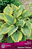 Хоста гибридная Алватин Тейлор 1шт