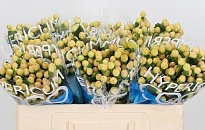 Гиперикум Coco Gelato 10шт