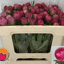 Лютик Aazur Deep Pink 10шт