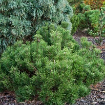Сосна (Pinus) горная Муго d9 h10-15 18шт