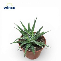 Хавортия Гримал d9 h10 18шт