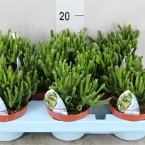 Крассула Голлум d17 h25 1шт