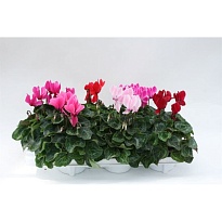 Цикламен Супер Макро микс d12 h35 3шт