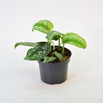 Сциндапсус Требие d12 h20 10шт