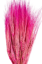 Ячмень сухоцвет, h60см, 100г, розовый