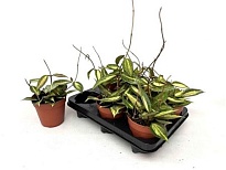 Хойя Пот оф Голд d12 h10 6шт