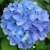 Гортензия Destiny дл.80 d20-22 1шт