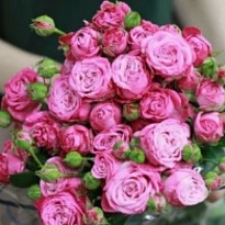 Роза Леди Бомбастик кустовая (МЦ) дл.60 10шт/уп