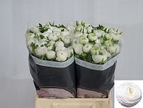 Лютик Iceberg 10шт