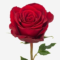 Роза Ultraflo Madam Red дл.40 10шт