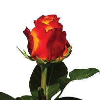 Роза Dimaflora Atomic дл.50 25шт
