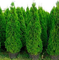 Туя (Thuja) западная Брабант 20л h175-190 1шт