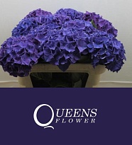 Гортензия Rodeo Purple дл.70 d20-22 1шт