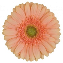 Гербера Pre-Extase 25 шт