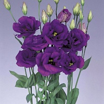 Эустома Rosita Blue 10шт (A)