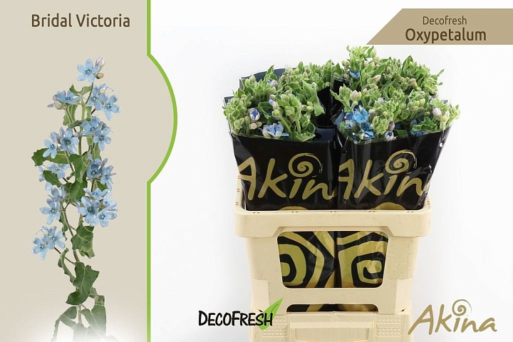 Оксипеталум Bridal Vicoria дл.60 10шт