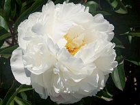 Пион Gardenia 5шт (A)