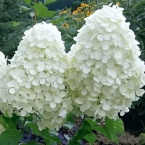 Гортензия (Hydrangea) мет. Полар Бир d40 h50-70 1шт