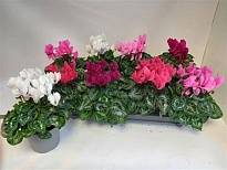 Цикламен Макарун микс d10 h20 8шт