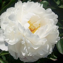 Пион Gardenia 5шт