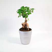 Фикус Микрокарпа Гинсенг (керамика) d12 h30 8шт