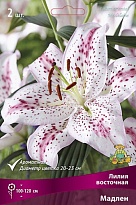 Лилия восточная Мадлен 12/14 5шт