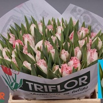 Тюльпан Fr Neglige 50шт
