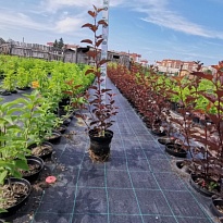 Пузыреплодник (Physocarpus) калинолист. Диабло Миндиа d9 h15-25 18шт