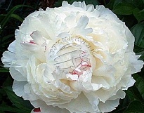 Пион Shirley Temple дл.45 5шт