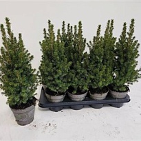 Ель (Picea) канадская Перфекта d13 h30-40 6шт