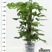 Монстера d27 h80 1шт