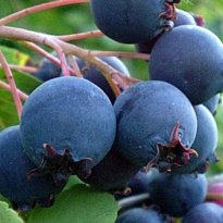 Ирга ольхолистная Нортлайн/Цв.Кор 1шт