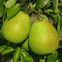 Груша Августовская роса/С 1шт