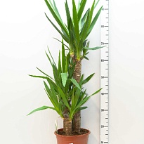 Юкка 2Д d21 h125 1шт