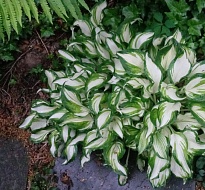 Хоста Медиовариегата Ундулата 1шт*
