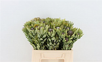 Каапс Green Pubescens 10шт