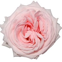 Роза Equa Garden Ohara дл.80 25шт