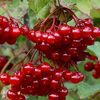 Калина красная (обыкн) Эликсир/ЦКор 1шт