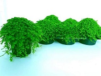 Солейролия d13 h15 6шт